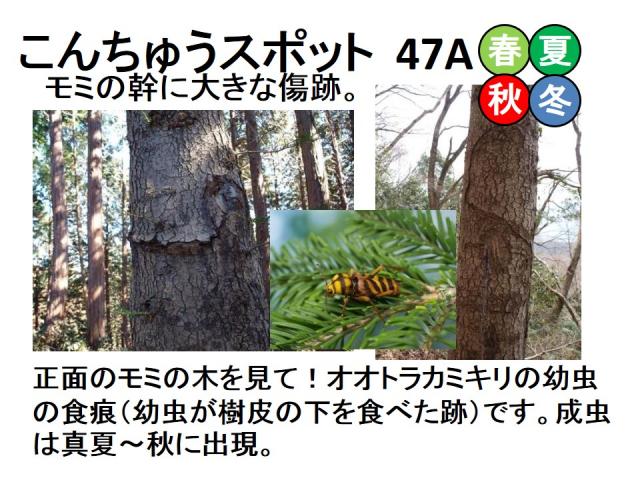 昆虫スポット47A