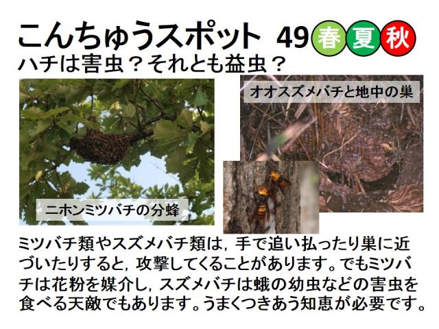昆虫スポット49