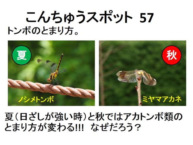 昆虫スポット57