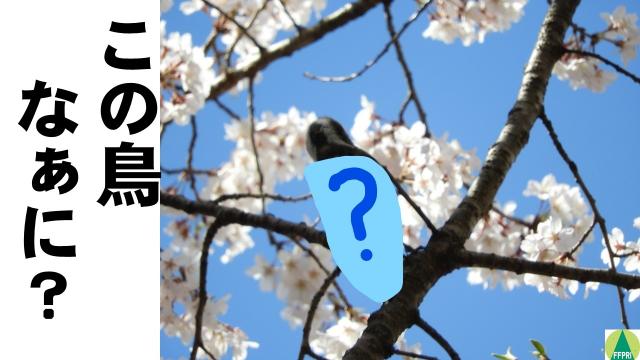 この鳥なぁに？