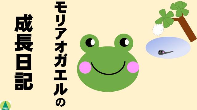 モリアオガエルの成長日記