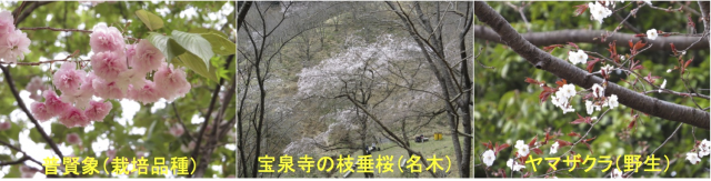 どんなサクラがあるのでしょう？