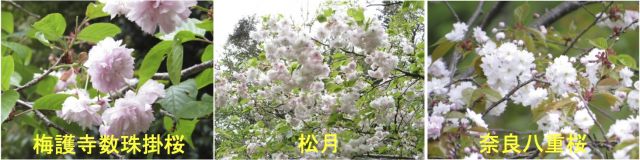 sakurak333