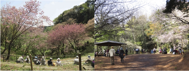 sakurak4