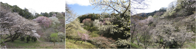 sakurak5