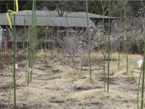 sakurak9