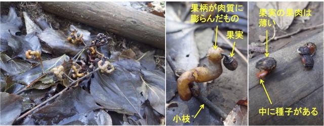 ケンポナシの実