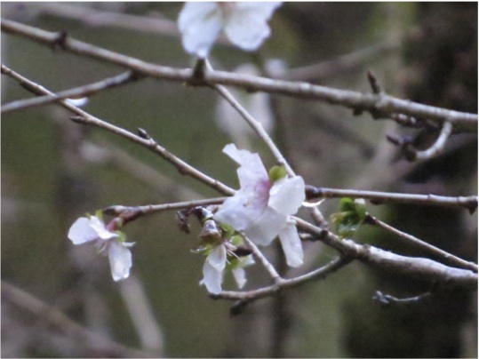 冬桜