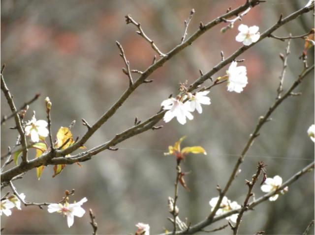 四季桜