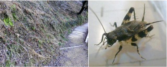 マダラスズ