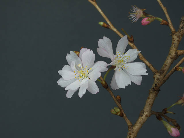 秋の桜