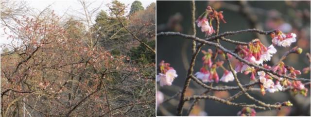 寒桜