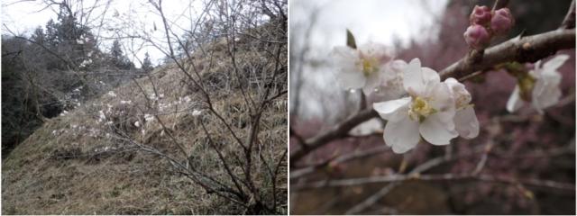 明正寺