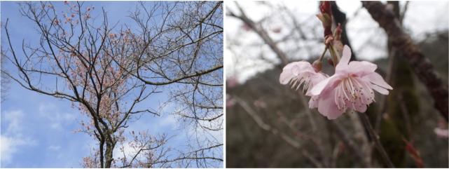 椿寒桜
