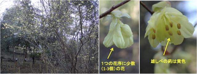 ヒュウガミズキ