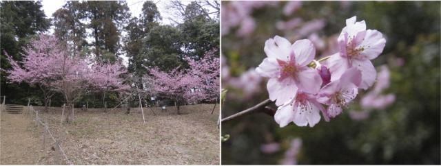 河津桜