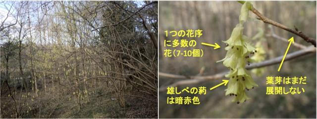 トサミズキ