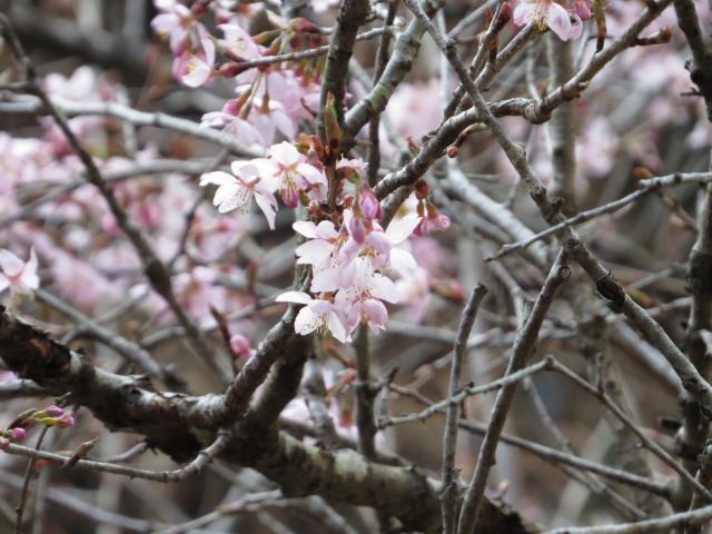雛桜