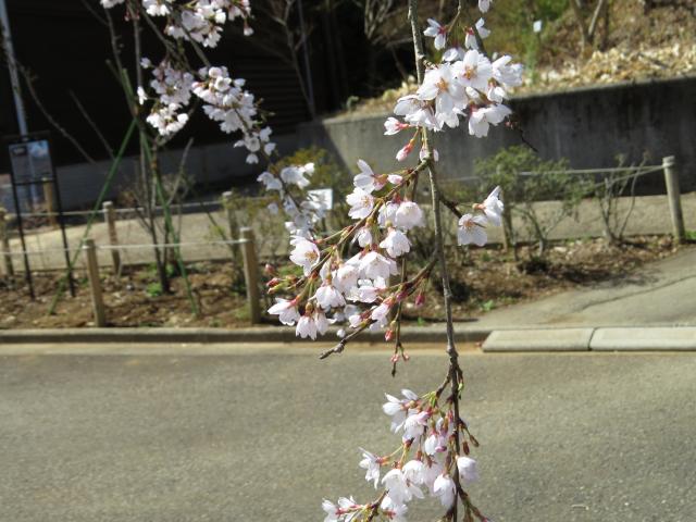 枝垂桜