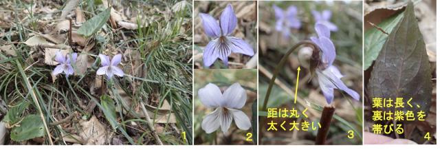 ナガバノ