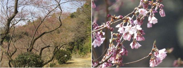 越の彼岸桜