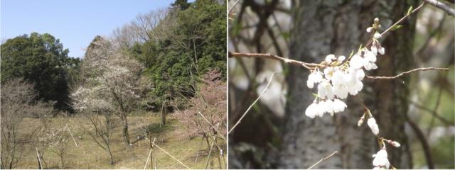 ムシャザクラ