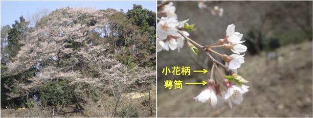 醍醐桜