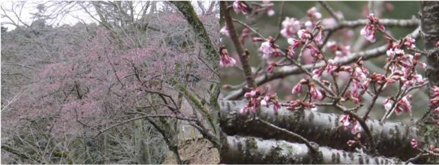 寒桜