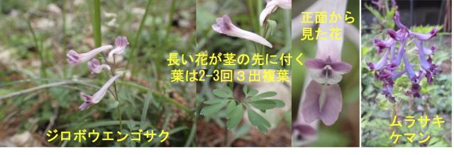 ジロボウエンゴサク