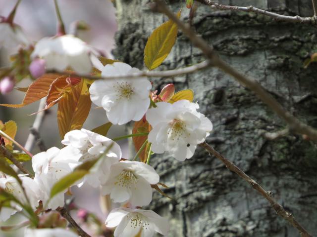 佐野桜