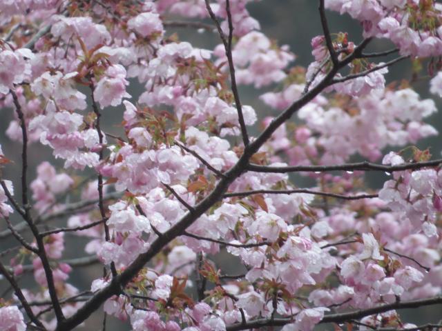 仙台屋