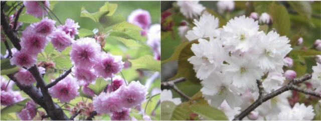 兼六園菊桜