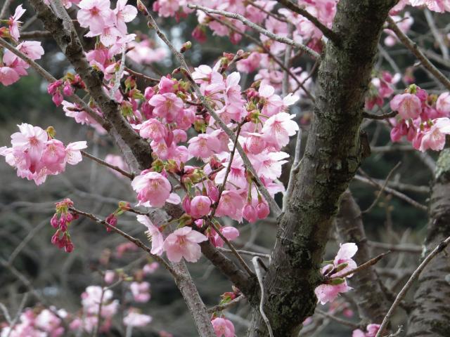 陽光