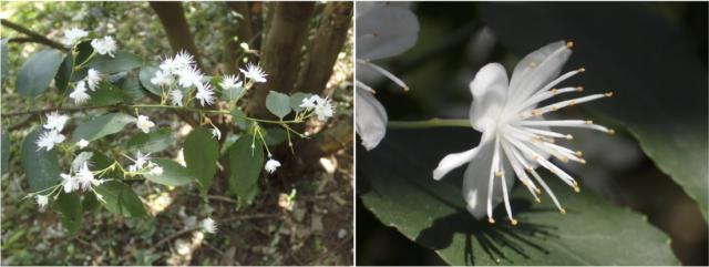 ハイノキの花（