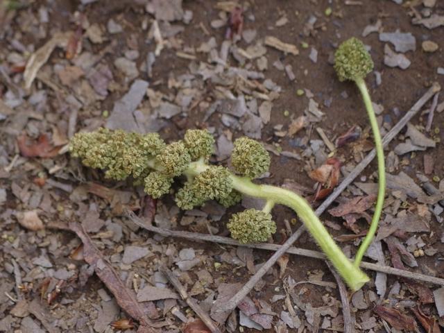 モミジバフウの花（
