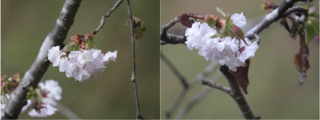 雛菊桜