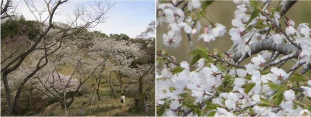 御帝吉野