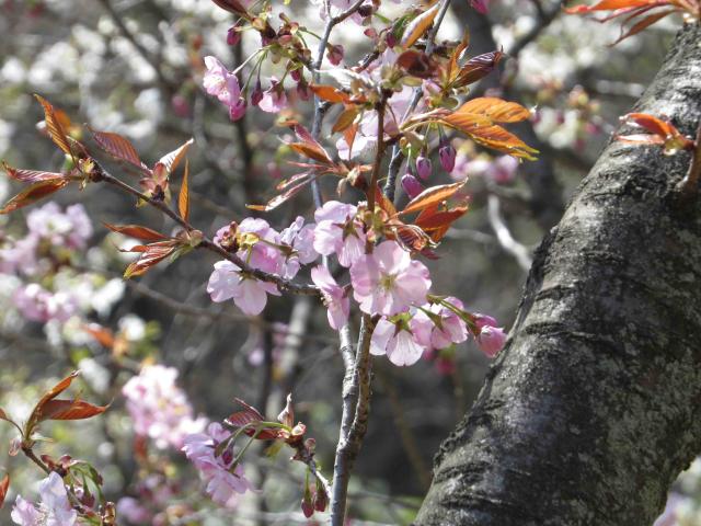 長州緋桜