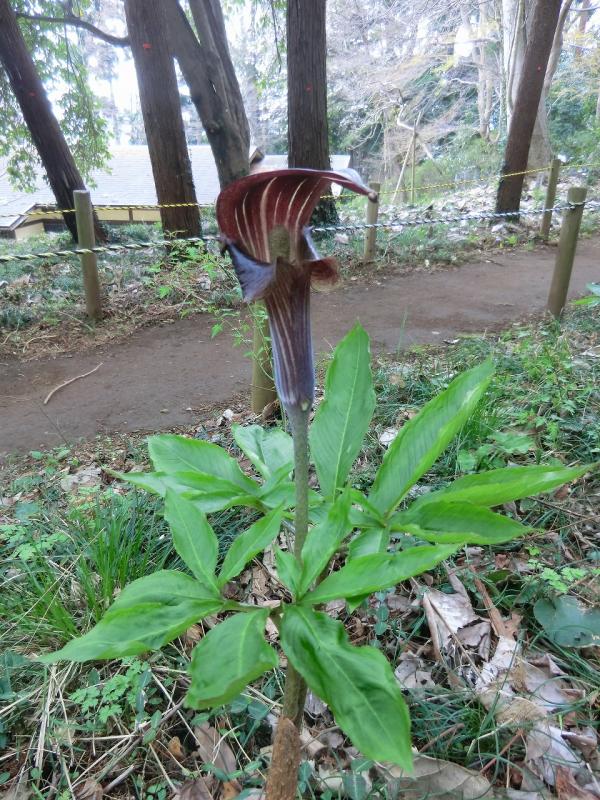 ミミガタテンナンショウ