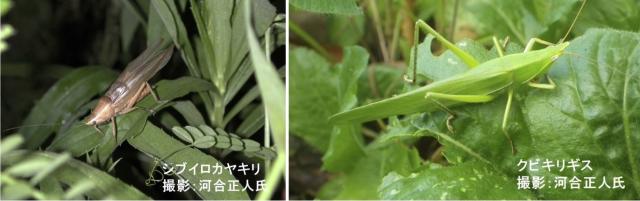 シブイロカヤキリ（