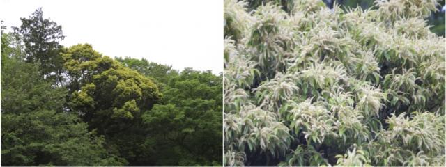 スダジイの花（