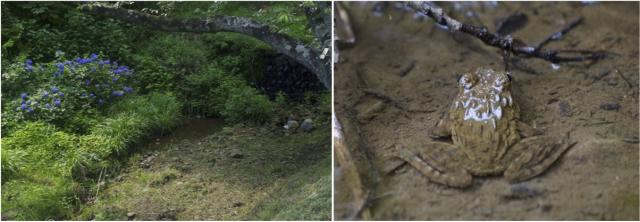 ツチガエル