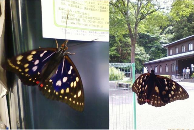 オオムラサキ