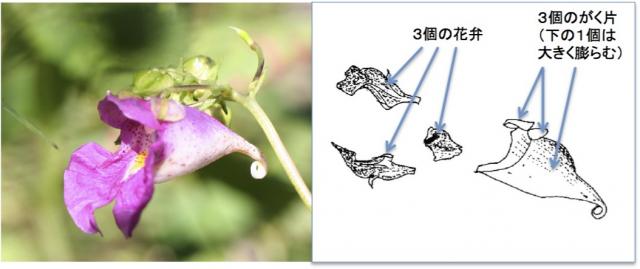 ツリフネソウの花のつくり
