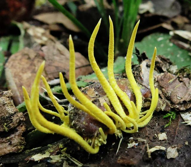 カキの