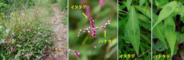 イヌタデとハナタデ