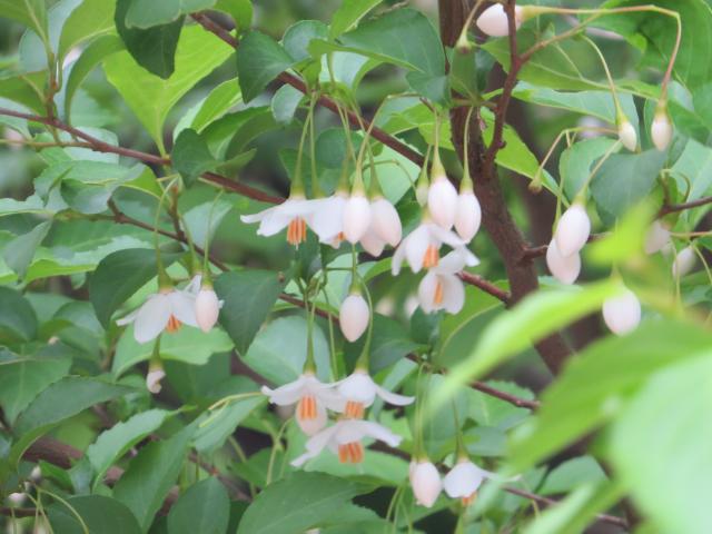 5月の花