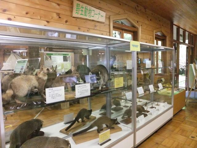野生動物の剥製