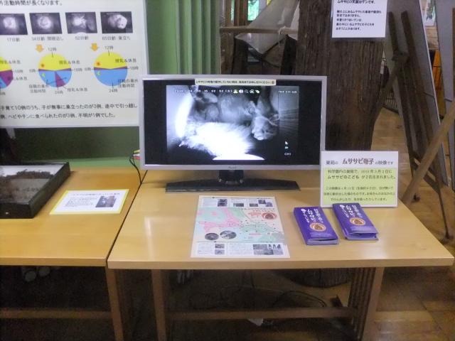 ムササビのモニター