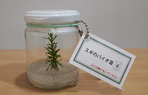 スギのバイオ苗の写真